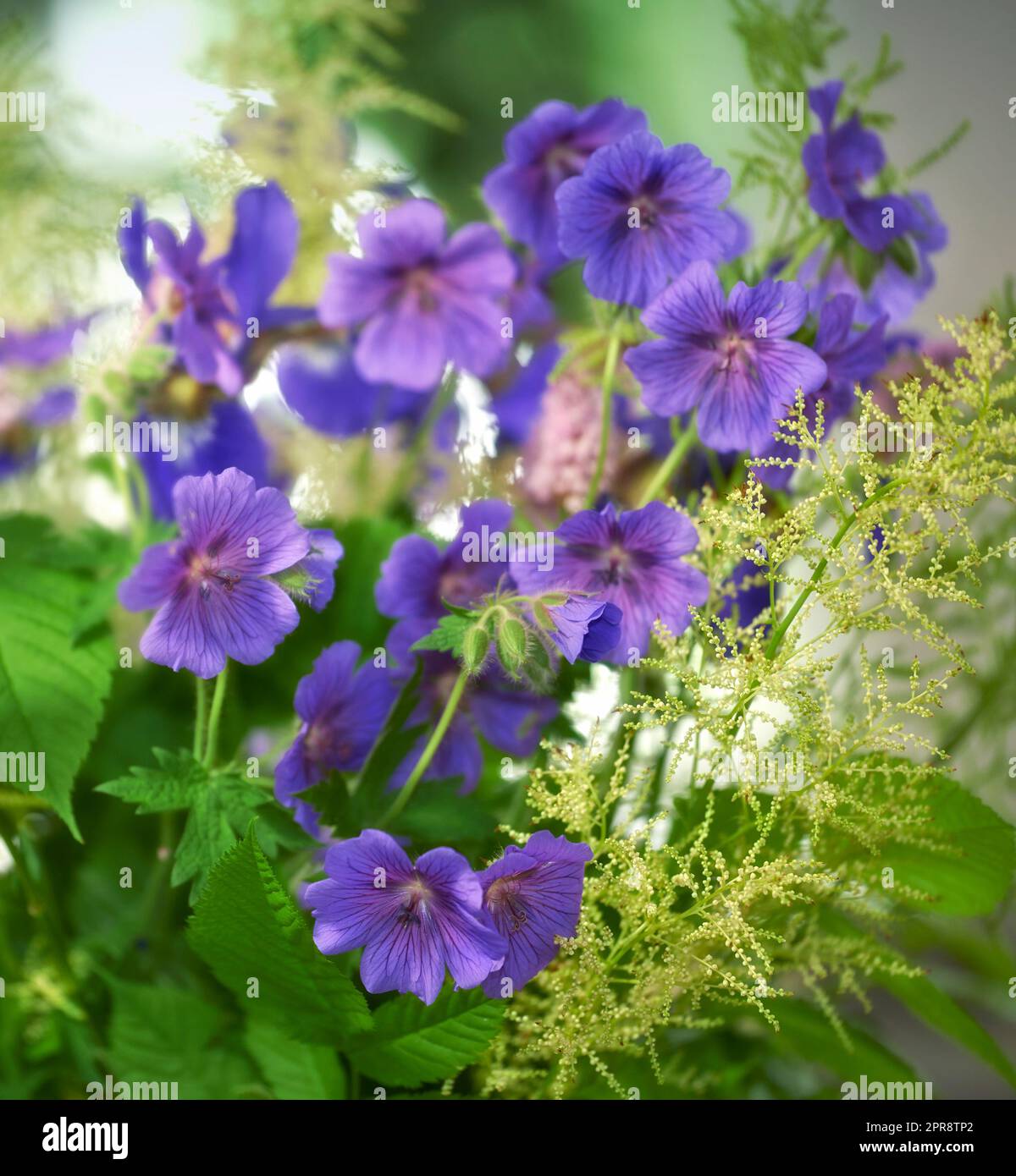 Purple cranesbill flowers growing in a garden. Closeup of bright geranium perennial flowering plants contrasting in a green park. Colorful gardening blossoms for outdoor backyard decoration in spring Stock Photo