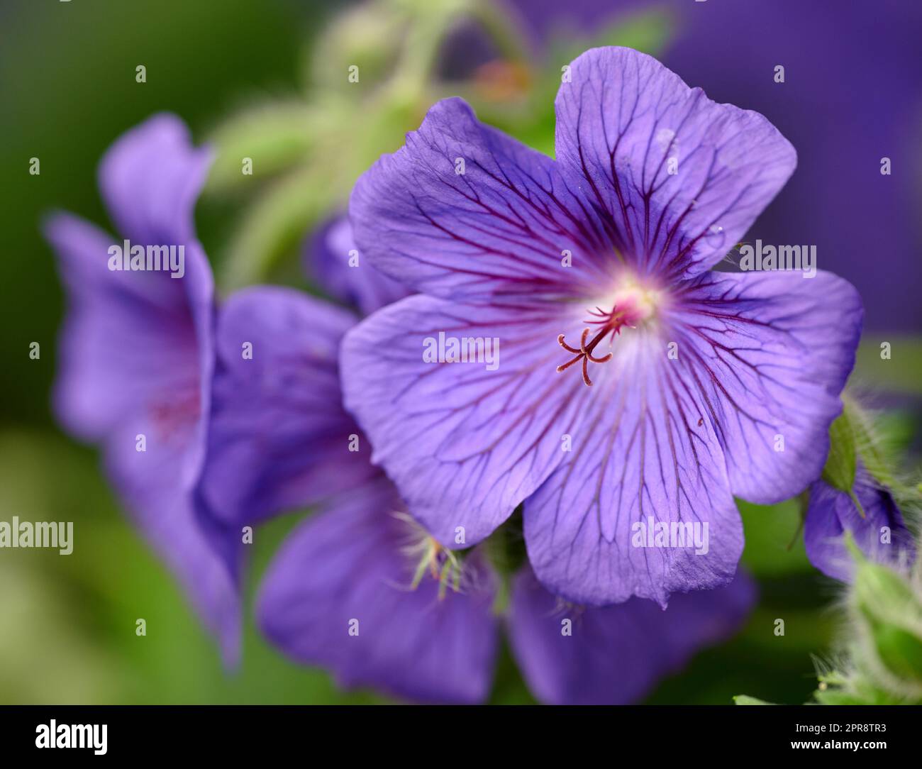 Closeup of a purple Cranesbill flower growing in a garden. Beautiful details of a colorful geranium flowering plant with pretty patterns on petals. Gardening blossoms for outdoor decoration in spring Stock Photo