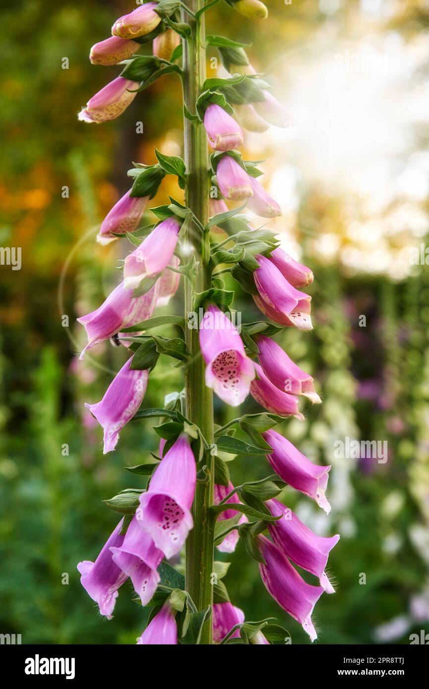 Closeup of beautiful Foxgloves growing in a forest with copy space and bokeh. Zoom in on pink flowers sprouting from branch in forest. Macro details of harmony in nature with zen and soothing beauty Stock Photo