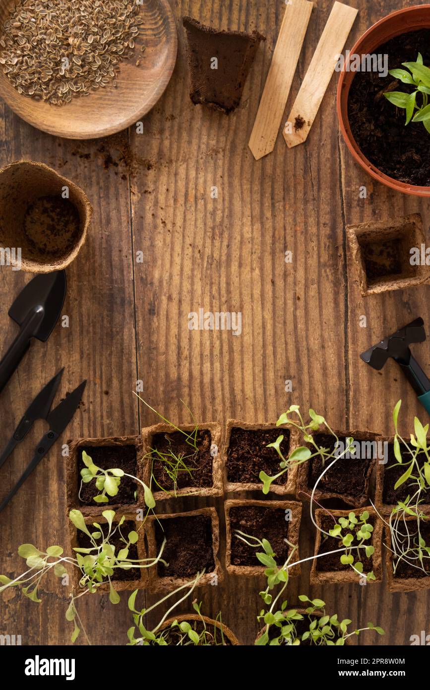 Vegetable seedlings in biodegradable pots on wooden table top view ...