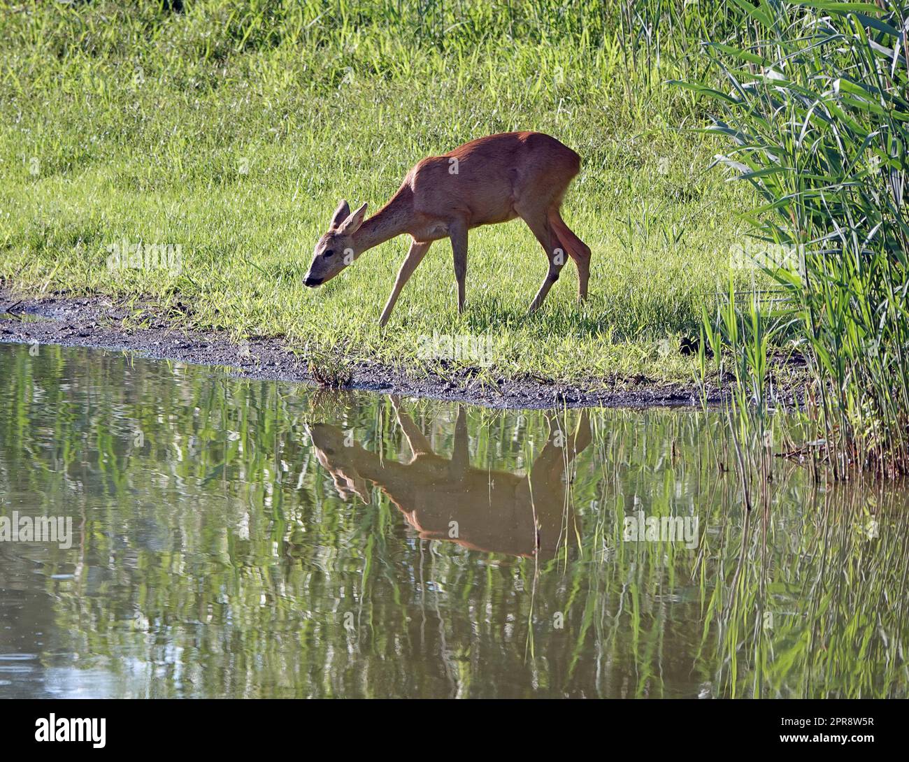 Roe deer Capreolus capreolus at the pond Stock Photo