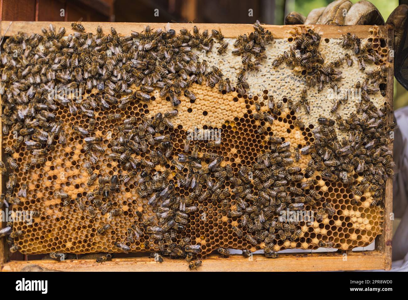 Beekeeper in protective gear, holding a wooden hive frame with worker