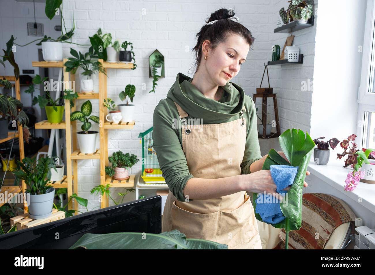 Woman wipes the dust with a rag from the leaves of home potted plants