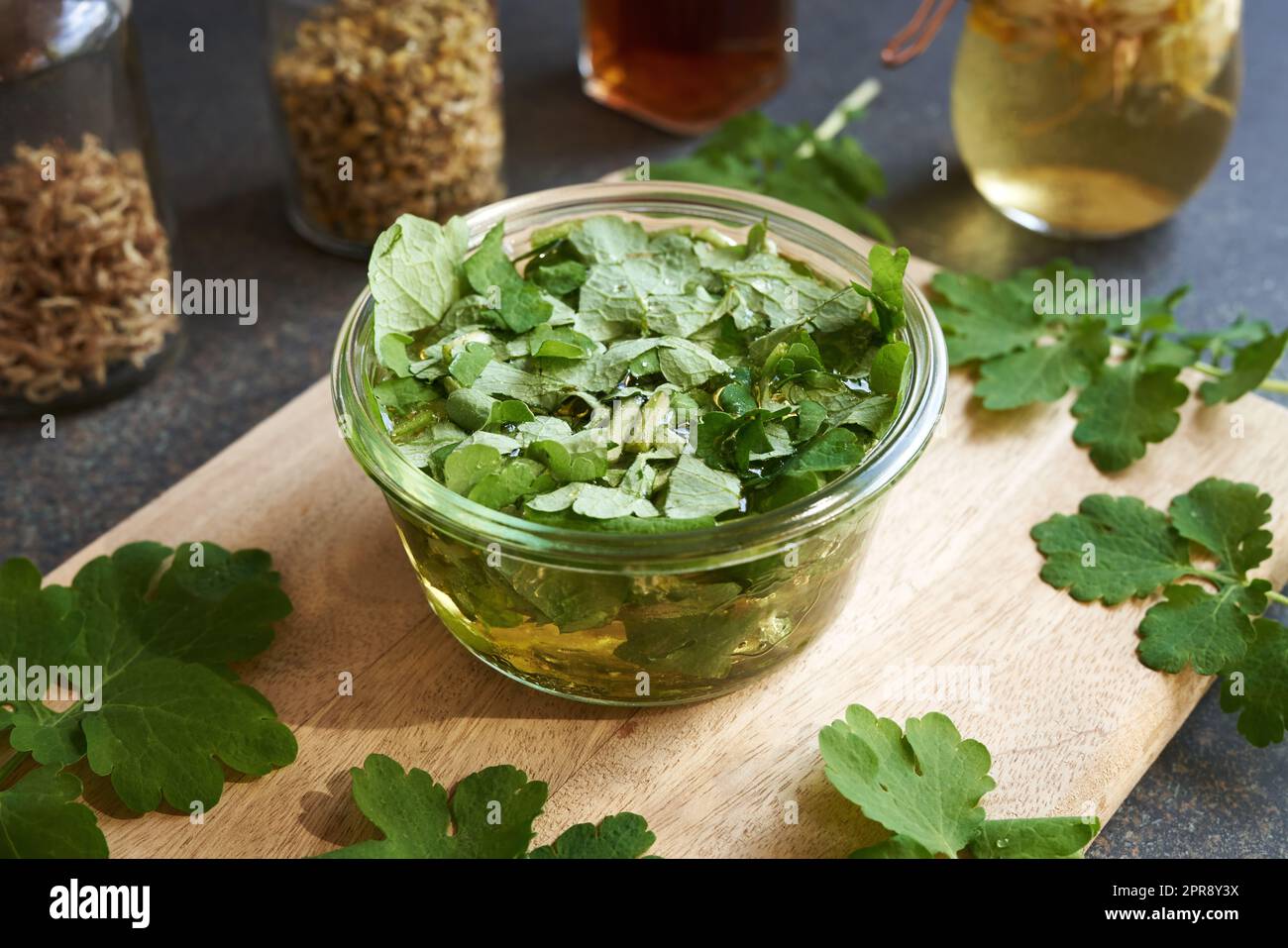 Preparation of medicinal wine for the liver from fresh Chelidonium