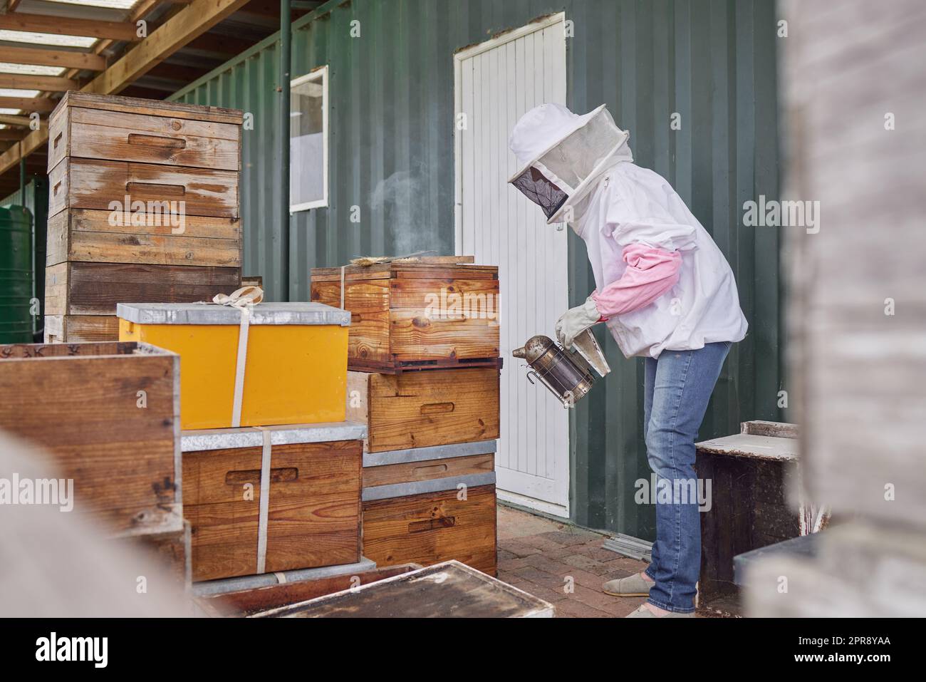 Ive been a beekeeper for a while now. a beekeeper using a bee smoker while working on a farm. Stock Photo