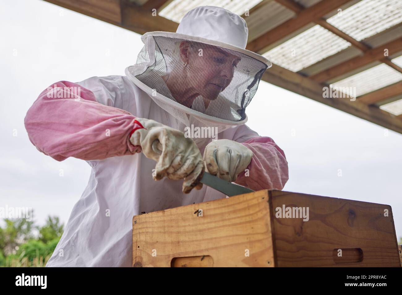 Bee farming is a labor of love. a beekeeper opening a hive frame on a farm. Stock Photo