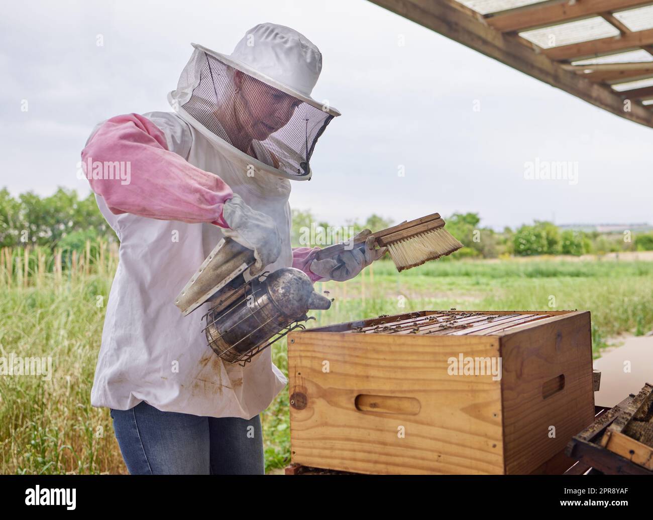 Bees need to be tamed a bit before moving homes. a beekeeper using a bee smoker while working on a farm. Stock Photo