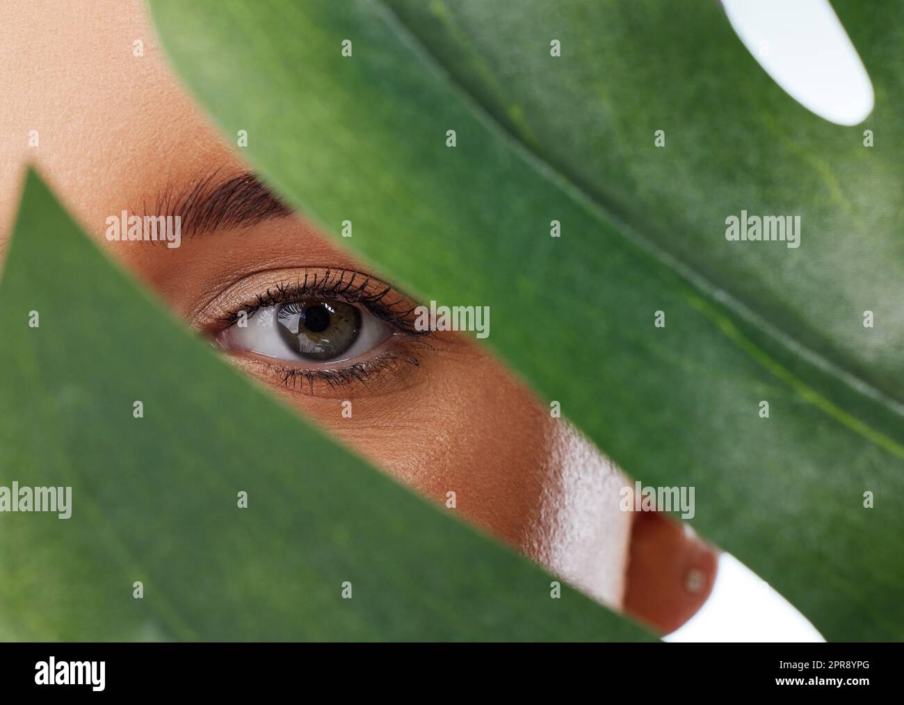 Closeup portrait of unknown woman covering her face with a green monstera plant leaf. Headshot of caucasian model posing against a grey background in a studio with smooth skin, fresh healthy skincare Stock Photo