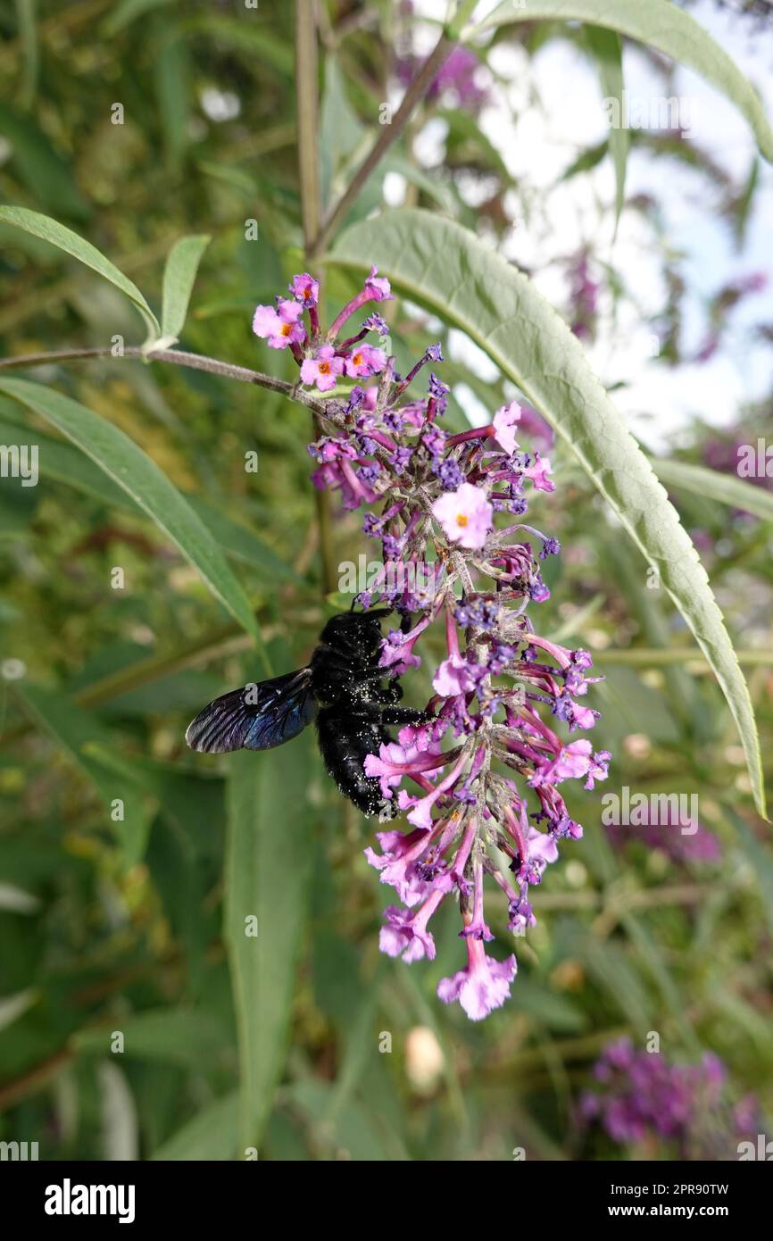 Blauschwarze Holzbiene (Xylocopa violacea) an der Blüte eines Schmetterlingsflieder (Buddleja davidii) Stock Photo