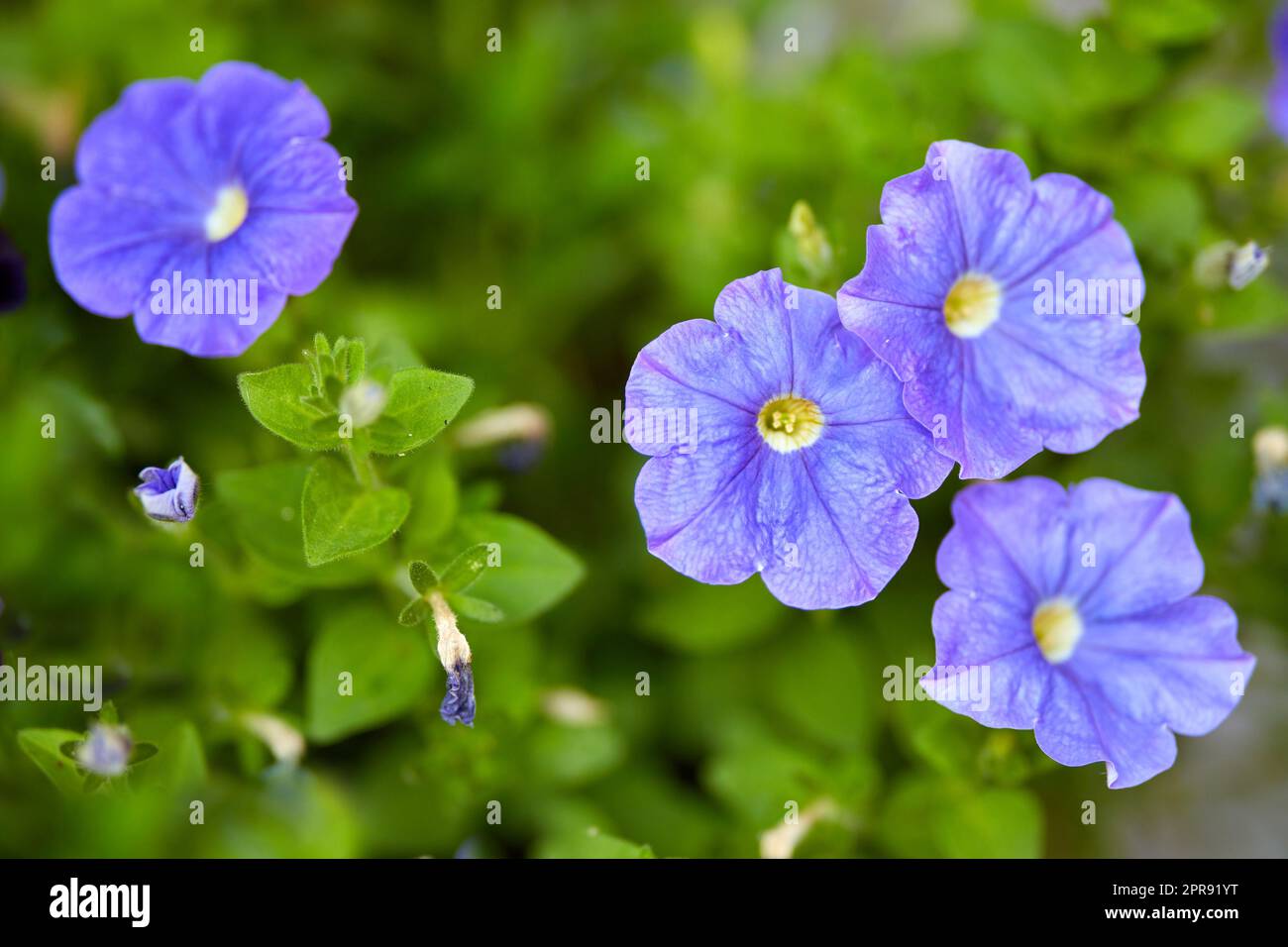 Dinetus duclouxii, blooming flowers and buds on vines in a garden. Closeup of a purple carnations growing between green leaves in nature. Closeup of flowerheads blossoming on floral plant outdoors Stock Photo