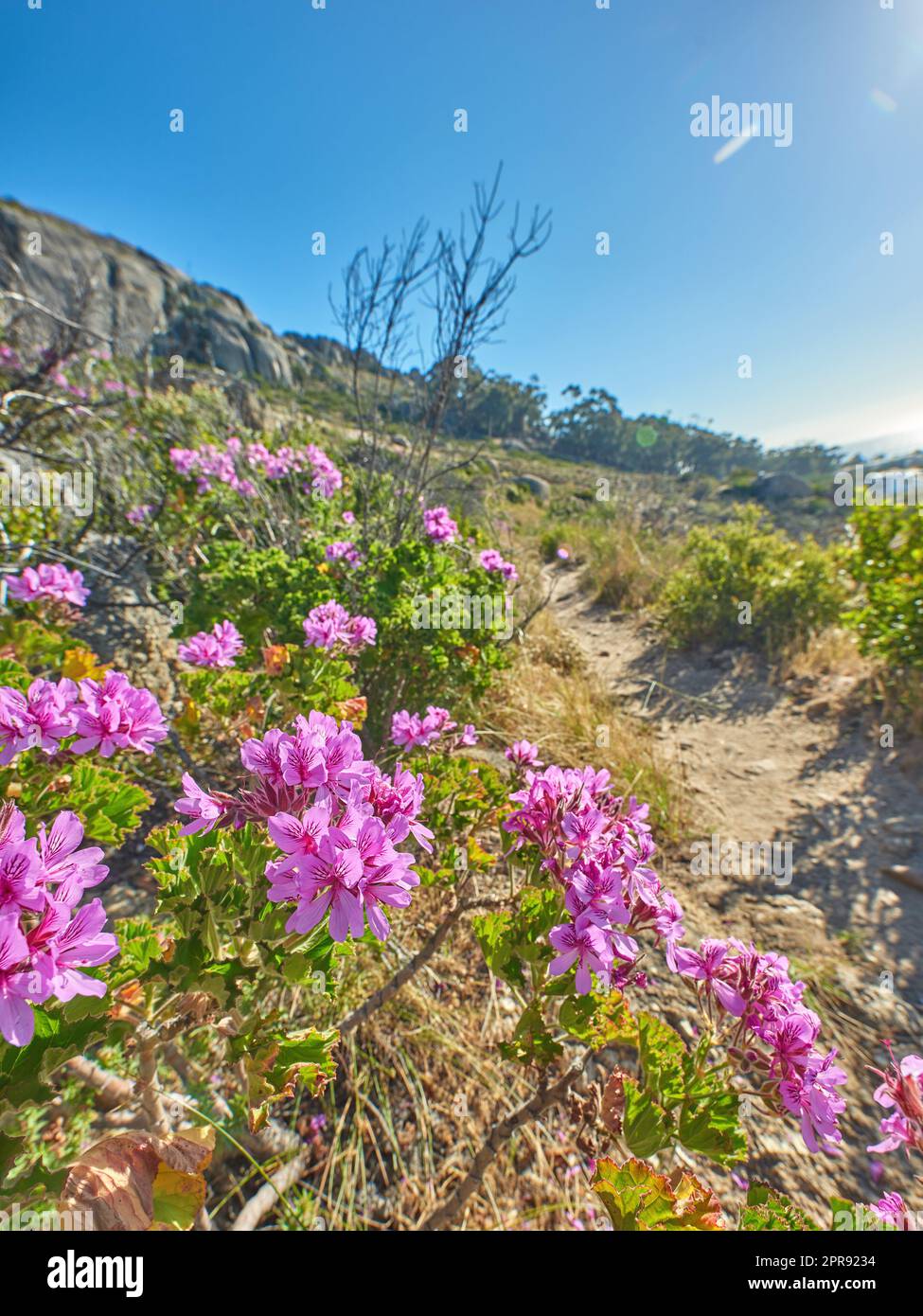 Narrow path on a mountain with colorful plants and trees in nature flourishing in their natural ecosystem in Cape Town. Pink flowers on green stems growing on a hill side on a sunny day with blue sky Stock Photo