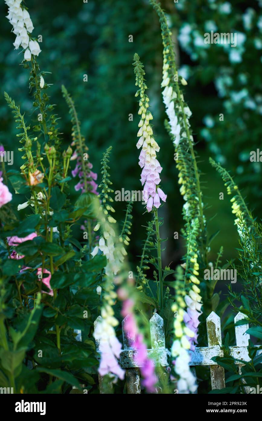 Common Foxglove flowers growing in green garden in spring season. Beautiful, colorful tubular pink and yellow flowering plants. Floral in between a dense lush environment or backyard summer foliage Stock Photo