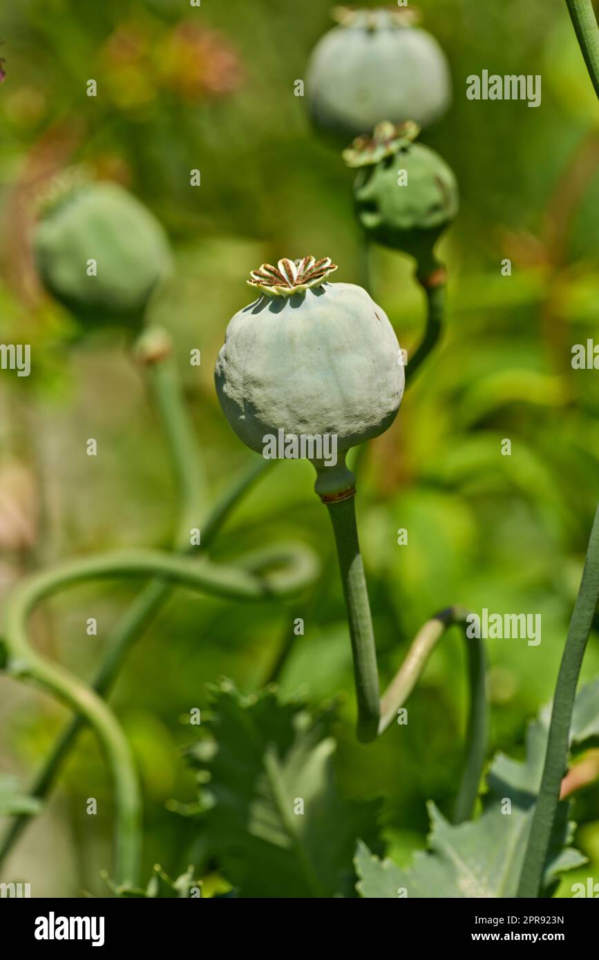 Closeup of green opium poppy plants growing against a bokeh copy space in a lush green home garden for seeds used on bread and cooked food. Papaver somniferum in horticulture and cultivation backyard Stock Photo