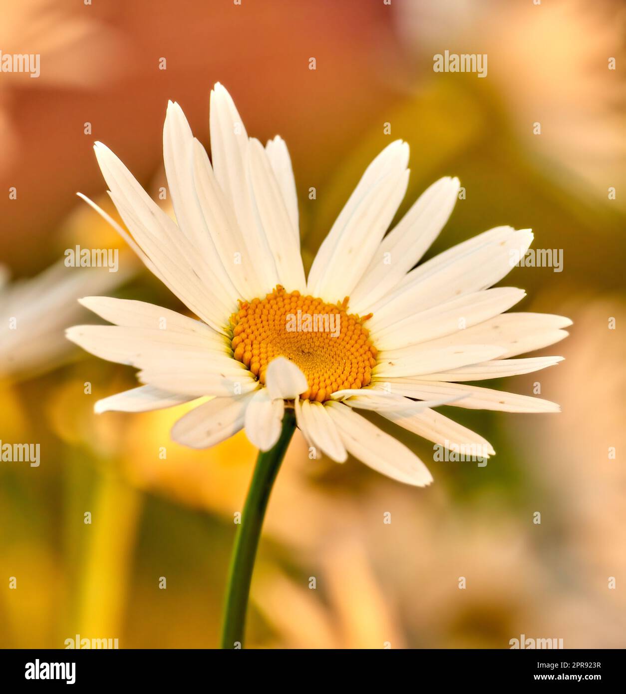 Copy space closeup of white daisy flower growing in a remote field, meadow or home garden with bokeh background. Marguerite argyranthemum frutescens medicinal plant blossoming, blooming and flowering Stock Photo