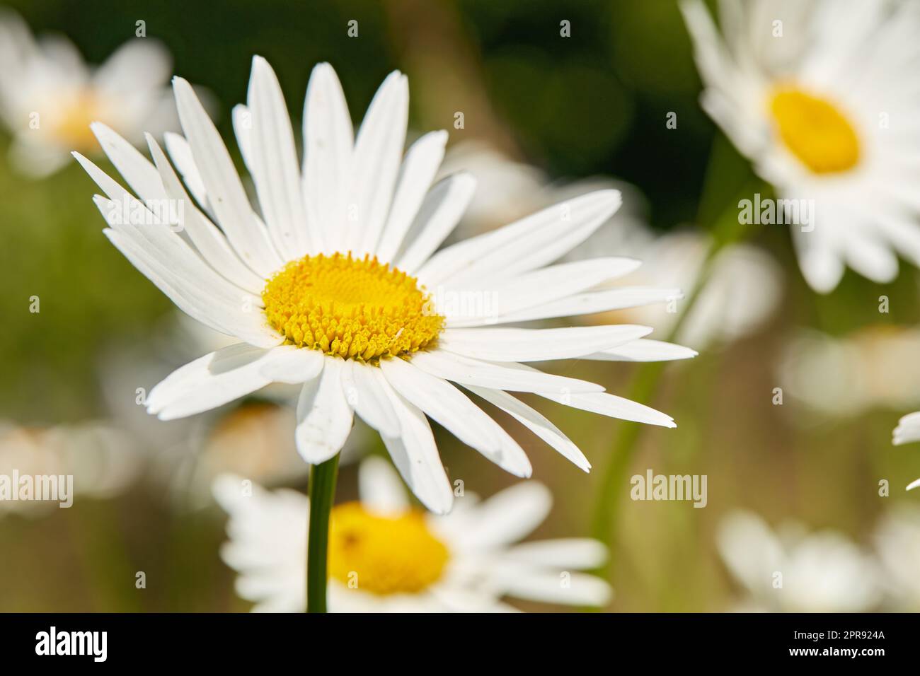 Daisy flowers growing in a field or botanical garden on a sunny day outdoors. Shasta or max chrysanthemum daisies from the asteraceae species with white petals and yellow pistil blooming in spring Stock Photo