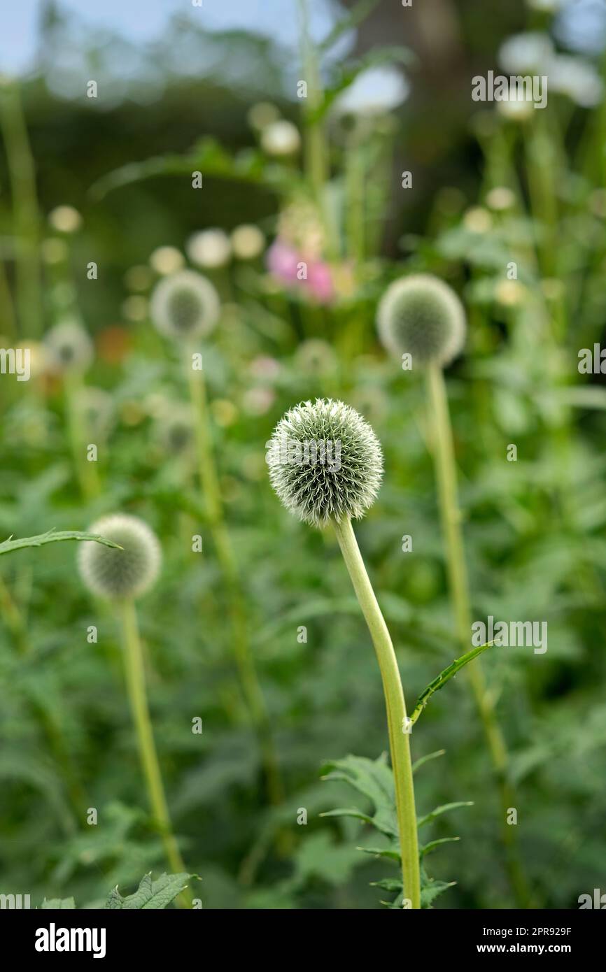 Closeup of blue Globe Thistle growing in a green garden with a blurry background and bokeh. Macro details of soft flowers in harmony with nature, tranquil wild flowerheads in a zen, quiet backyard Stock Photo