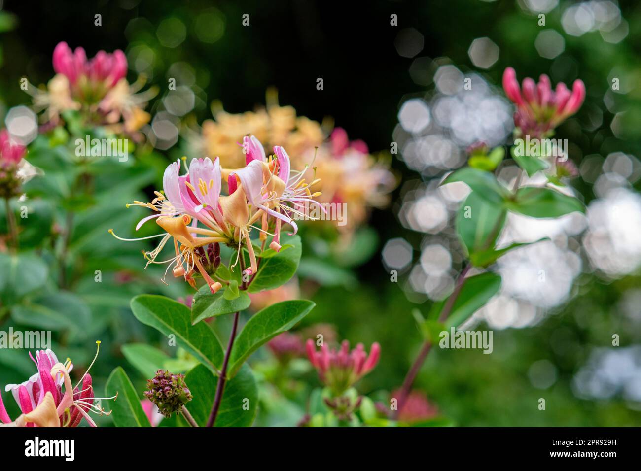 European honeysuckle flower blooming in a garden. Closeup details of colorful flower petals outdoor in summer. Beautiful vibrant lonicera periclymenum growing in a backyard or park in spring season Stock Photo
