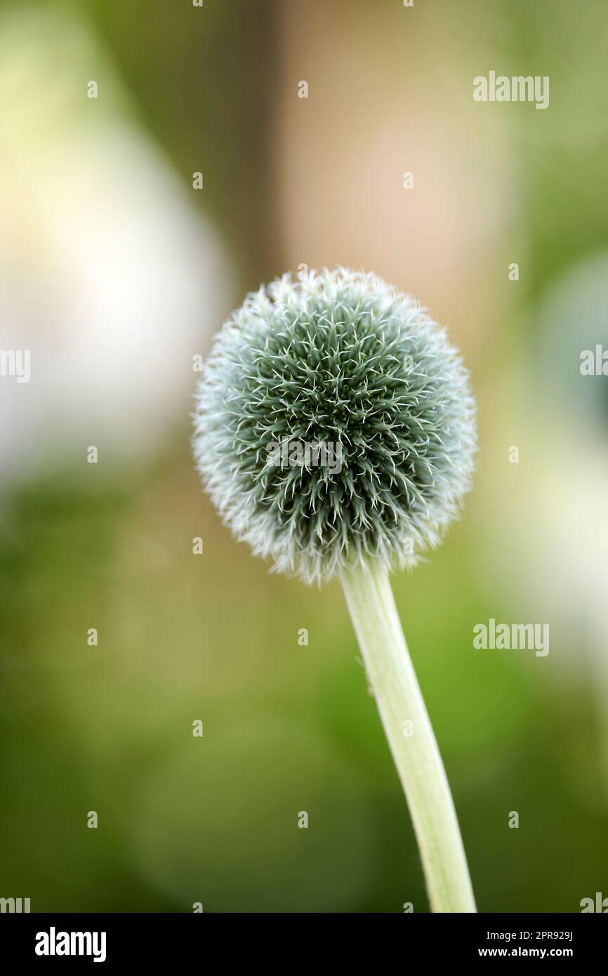 Wild globe thistle or echinops exaltatus flowers growing in a botanical garden with blurred background and copy space. Closeup of asteraceae species of plants blooming in nature on a sunny day Stock Photo