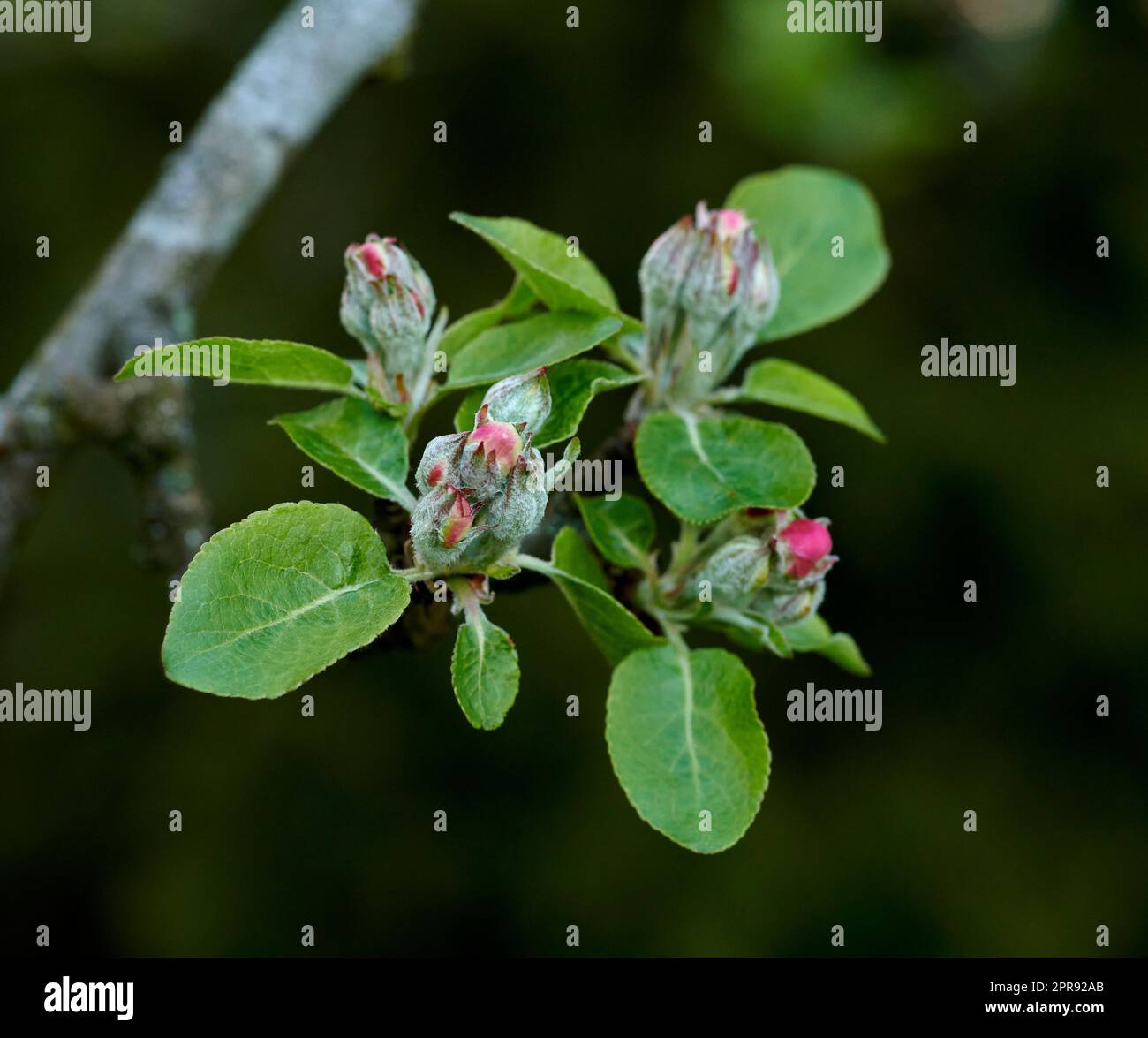Copy space closeup of paradise apple flowers growing on green tree branch on sustainable orchard countryside farm with bokeh background. Farming fresh, healthy snack fruit for nutrition and vitamins Stock Photo