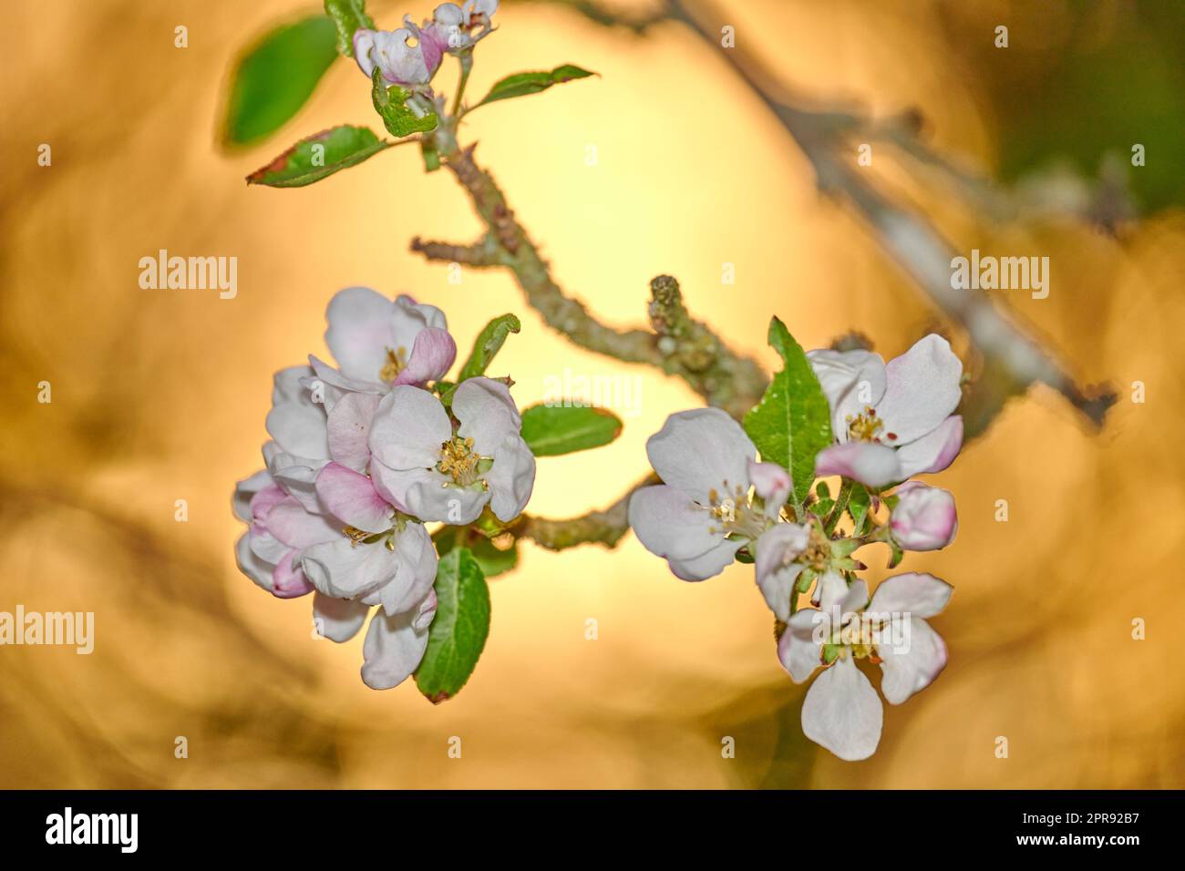 Closeup of a beautiful Paradise apple flowers against a soft glowing golden background. Zoom in on nature blooming on a tree branch in a garden. Macro details of beauty in soothing nature Stock Photo