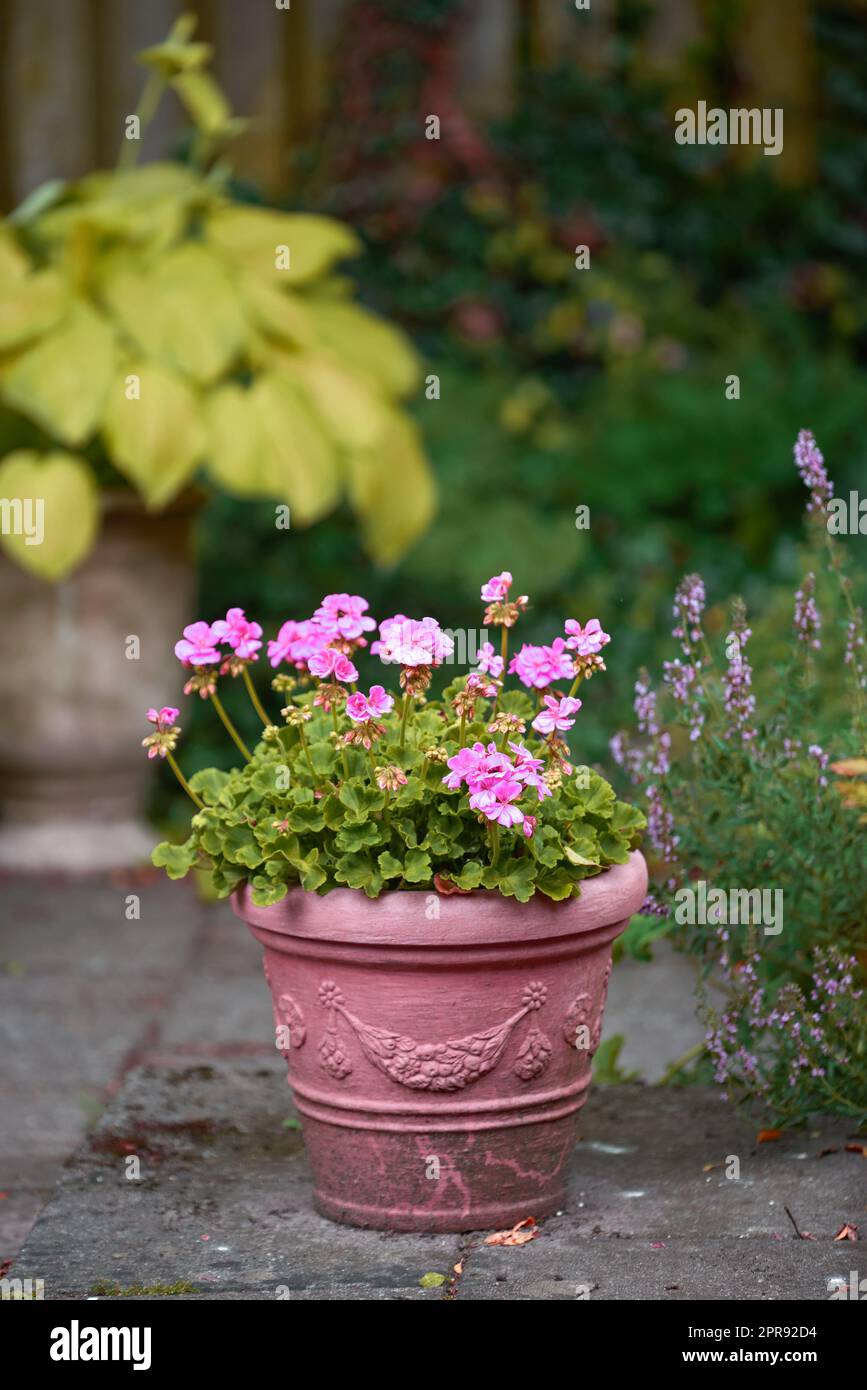 Pink flowers in a vase in a backyard garden in summer. Zonal geranium flowers displayed in a vessel or jar on a lawn for landscaping and decoration. Flowering pot plant ina natural environment Stock Photo
