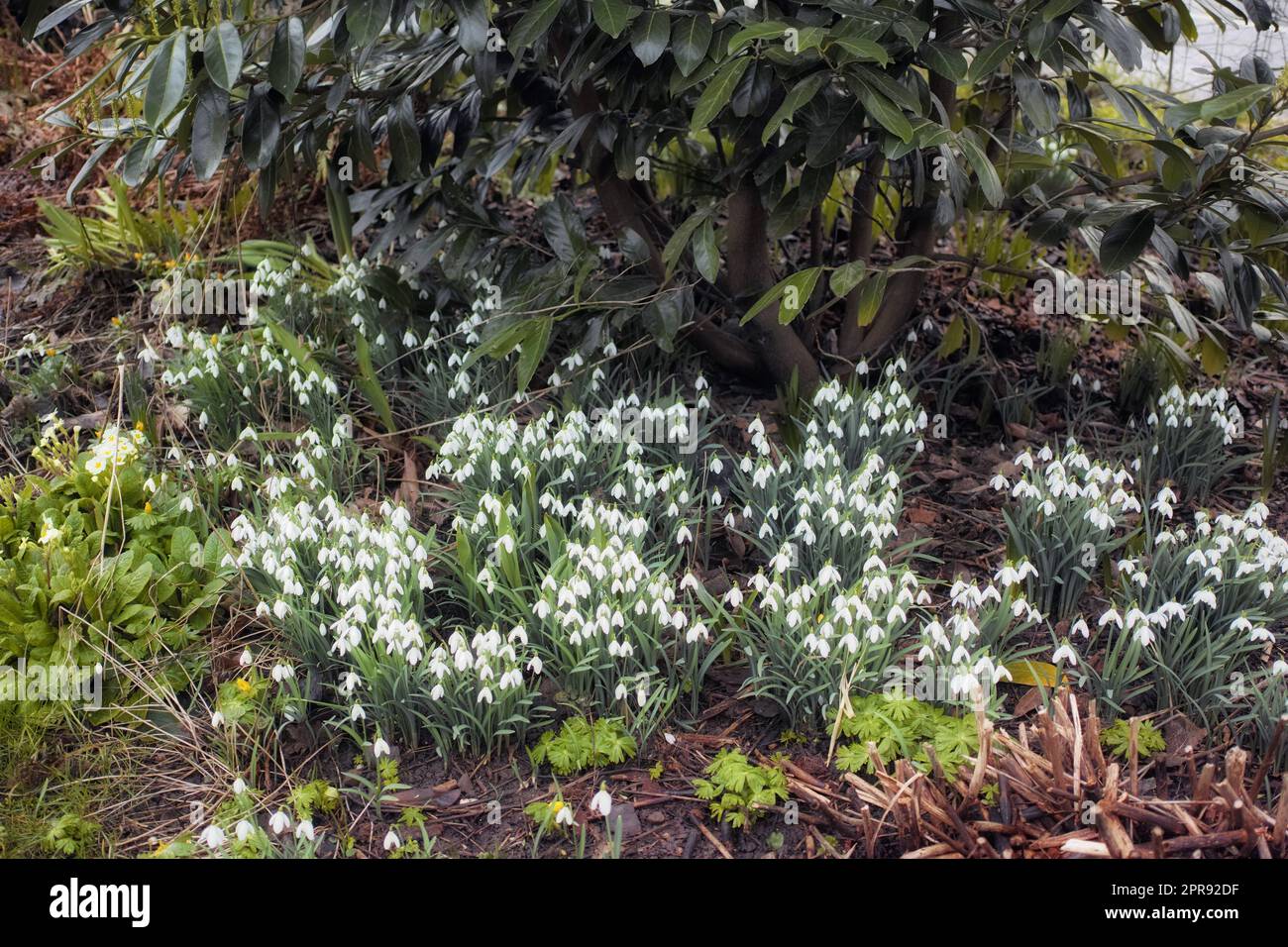 Galanthus woronowii growing in their natural habitat in a dense forest. Green or Woronows snowdrop budding and flowering in the woods. Plant species thriving in their natural wilderness environment Stock Photo