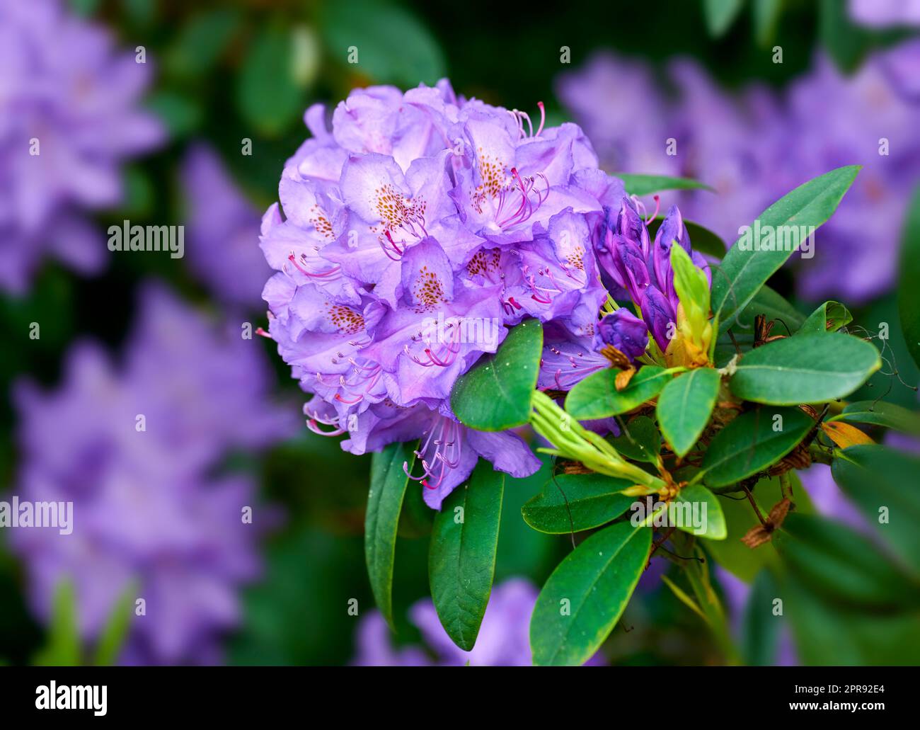 Closeup of beautiful rhododendron simsii flower in the garden in early springtime. Landscape view of plants blooming in nature. Natural white flower petals growing from long and short green stems Stock Photo