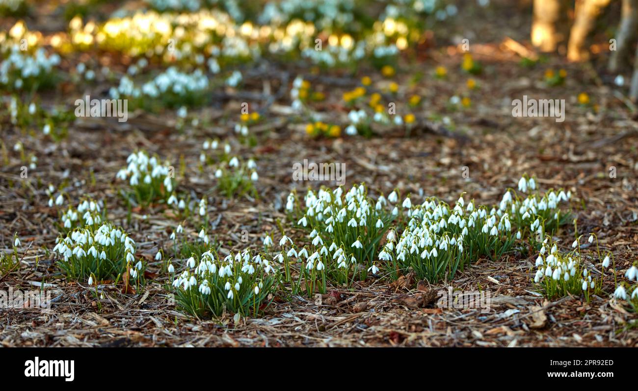 White snowdrop flowers growing in a forest of botanical garden in summer. Galanthus nivalis flowering plants beginning to bloom and flourish in a field or meadow in nature. Pretty flora on dry ground Stock Photo