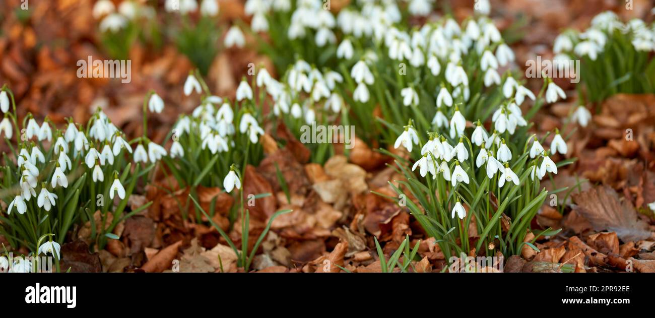 White snowdrop flowers growing on a flowerbed in a backyard garden in summer. Beautiful Galanthus nivalis flowering plants and flora beginning to open up and bloom in a park or field in nature Stock Photo