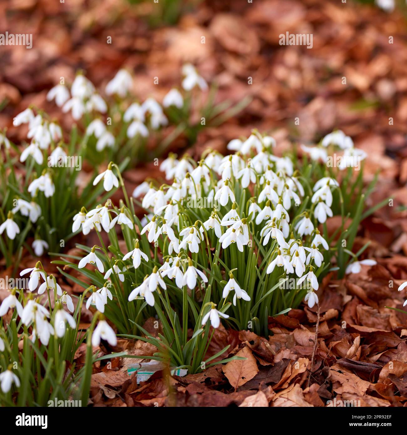 Beautiful white flowers, outdoors on a sunny Spring day. Isolate natural garden shows bright, blooming plants that create calm, serene and tranquil environment. Official name is Galanthus nivalis. Stock Photo