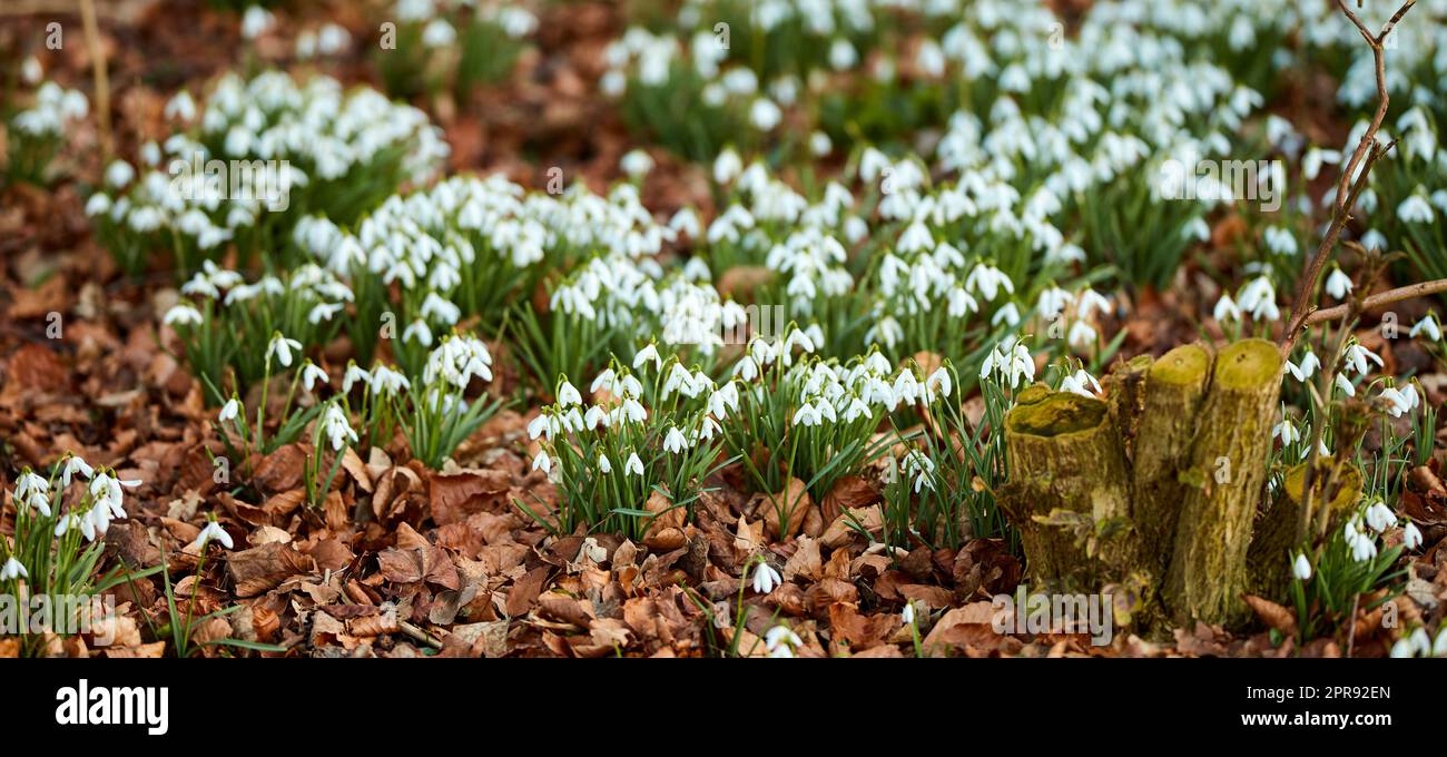 Landscape view of flowers in spring through change in season. Beautiful group of small white flowers in a garden outside in nature. Pine bark protecting the soil from drying out the plants beauty. Stock Photo