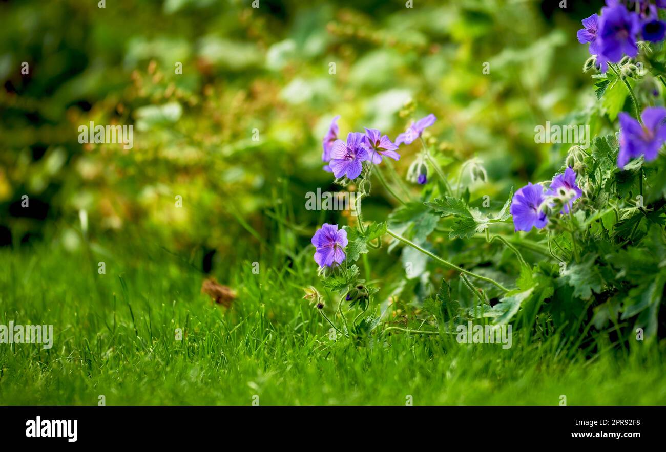 Beautiful Himalayan cranesbill flower, species of geraniums, growing in a field or botanical garden outdoors. Beautiful plants with vibrant violet petals blooming and blossoming in a lush environment Stock Photo