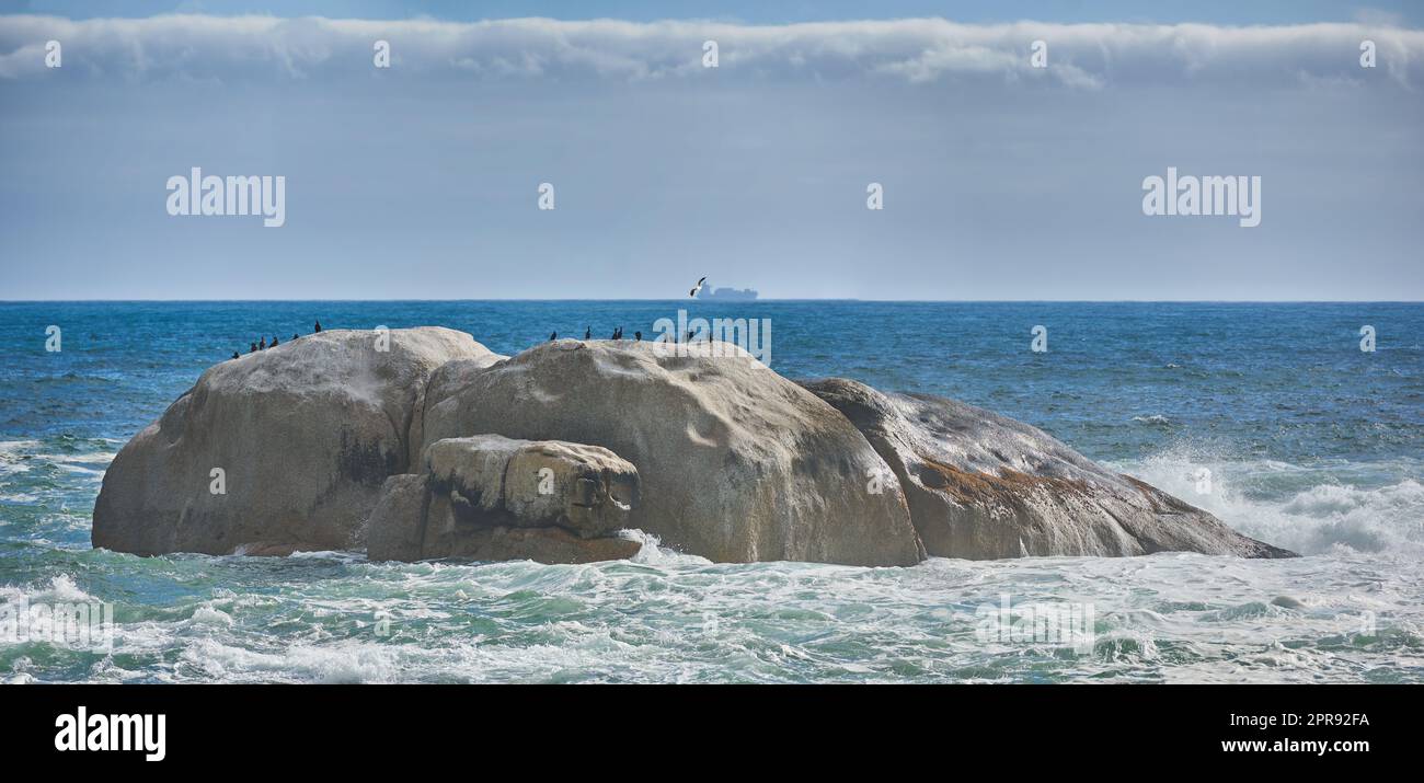 Seagulls resting on a big rock in blue water in South Africa with copy space. Ocean waves washing birds off large boulder in Cape Town. Scenic seascape against a calm horizon on a sunny, peaceful day Stock Photo