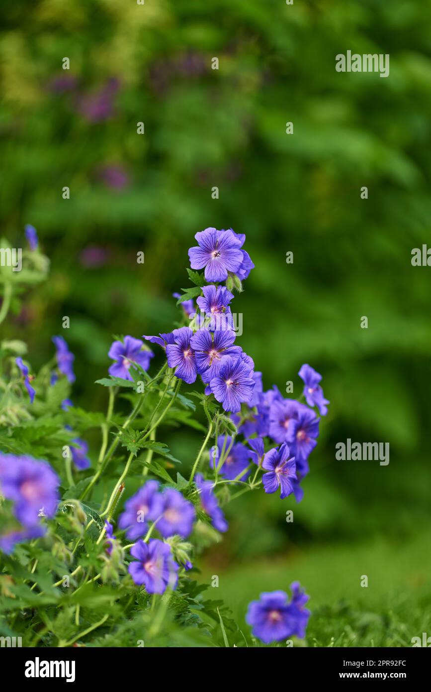 Blue meadow geranium flowers in a backyard garden in summer. Violet flora growing and blooming in a park or on a lawn against a green nature background in spring. Flowering plant blossoming in nature Stock Photo