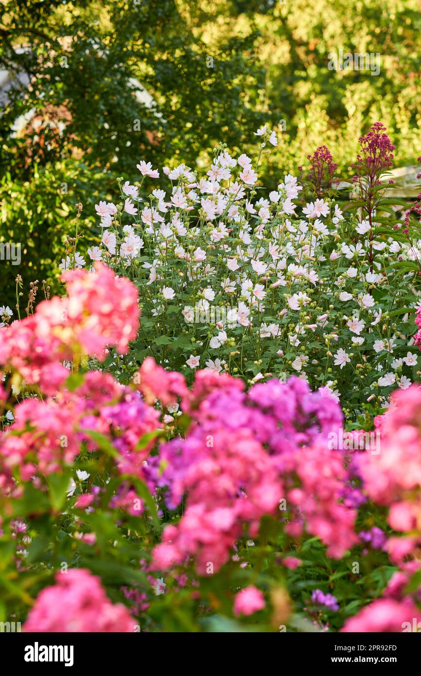 Beautiful musk mallow and garden phlox flowers blooming and blossoming outside on a sunny day. Flowering plants flourishing on a flowerbed amongst trees and greenery for outdoor landscaping in spring Stock Photo