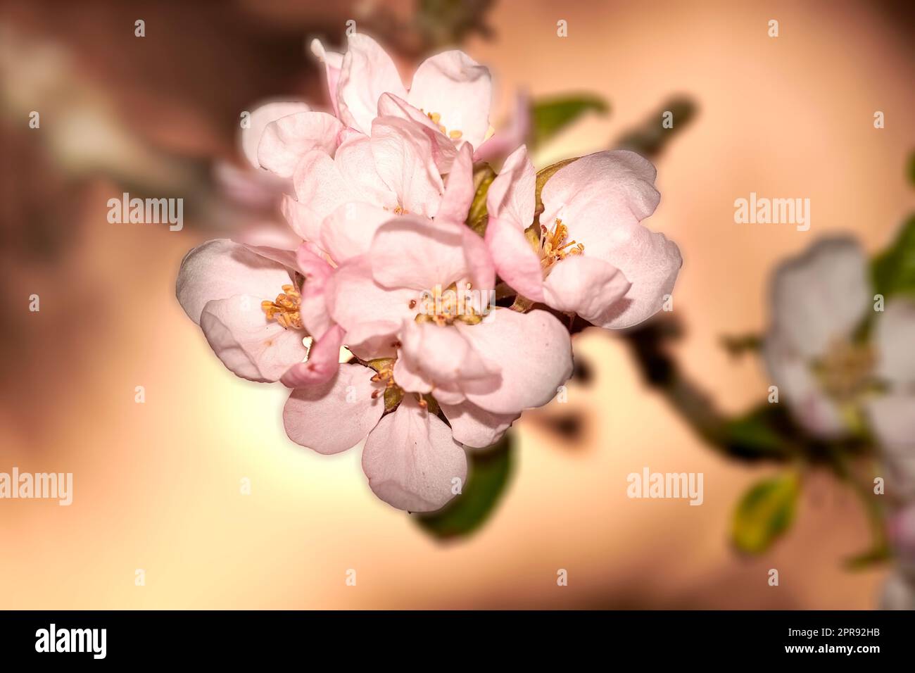 Colorful pink flowers growing in a garden. Closeup of beautiful japanese quince or chaenomeles japonica from the rose species with vibrant petals blooming and blossoming in nature during spring Stock Photo