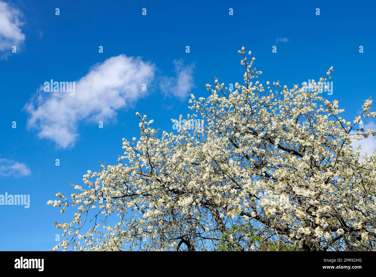 Cherry flowers on a tree against a cloudy blue sky in a backyard garden in summer. Wild white sakura flowering plants blossoming and flourishing on branches in a nature park or field in spring Stock Photo