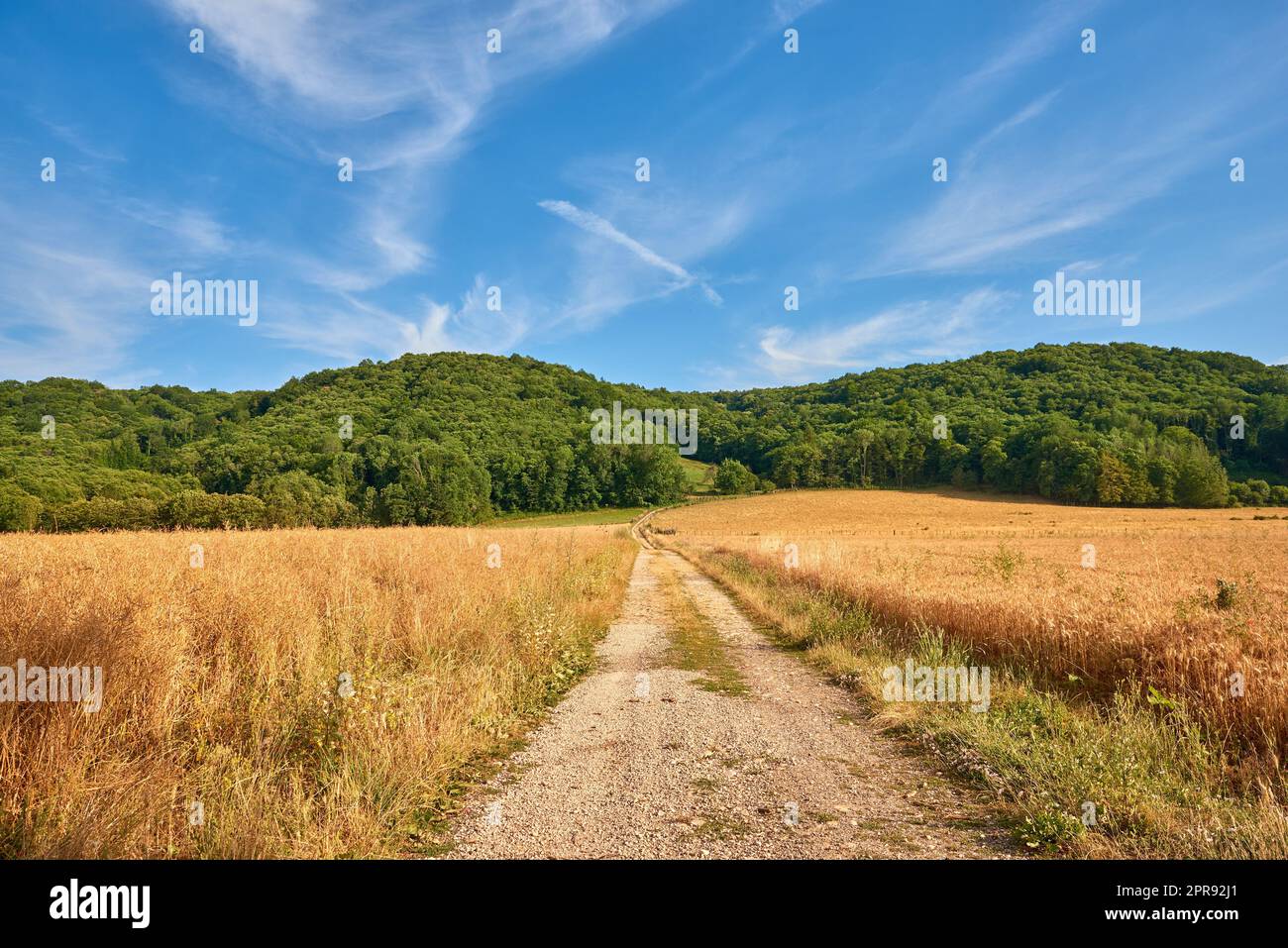 Dirt road through yellow farm land leading to dense green forest on a sunny day in France. Colorful nature landscape of rural wheat fields near quiet woodland with a stunning blue sky with copy space Stock Photo