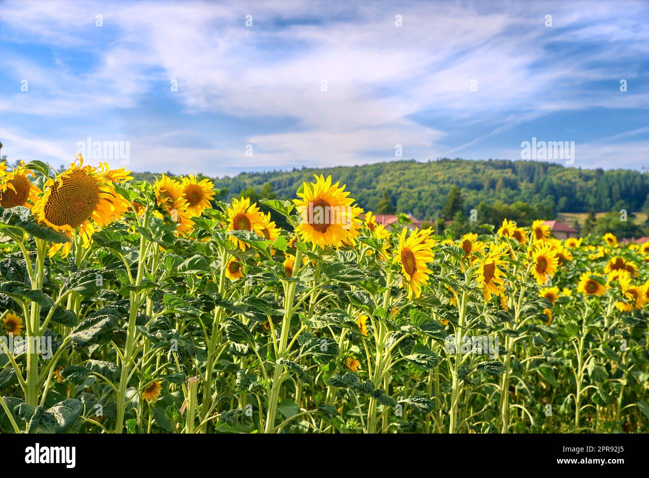 Bright sunflower farm on a beautiful day with a cloudy blue sky background. Vibrant yellow flowers bloom on farmland on a sunny summer day. Agriculture plants blossoming outdoors on large land Stock Photo