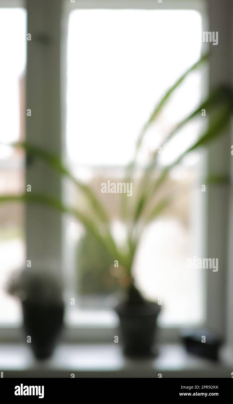 Old window. Defocused fresh plant on a Windowsill with copy space. Beautiful flowers against soft sunlight in a house. Decorative shoots and leaves adding zen and beauty a modern corner space. Stock Photo