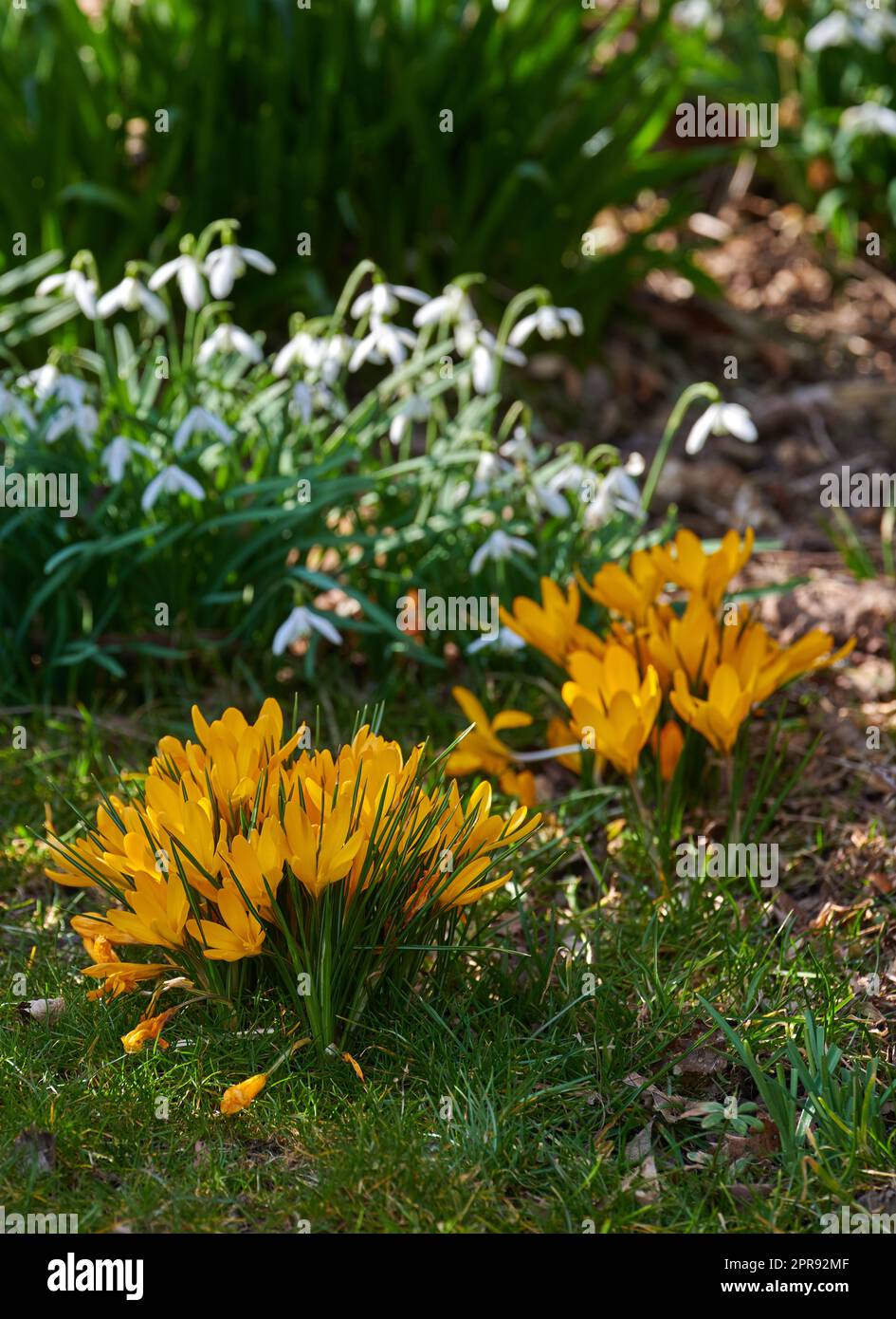 Bright Crocus flowers growing in a lush garden on a spring day. Vibrant yellow plants blooming outdoors in nature on a sunny summer afternoon. Colorful foliage blossoming outside in a yard Stock Photo