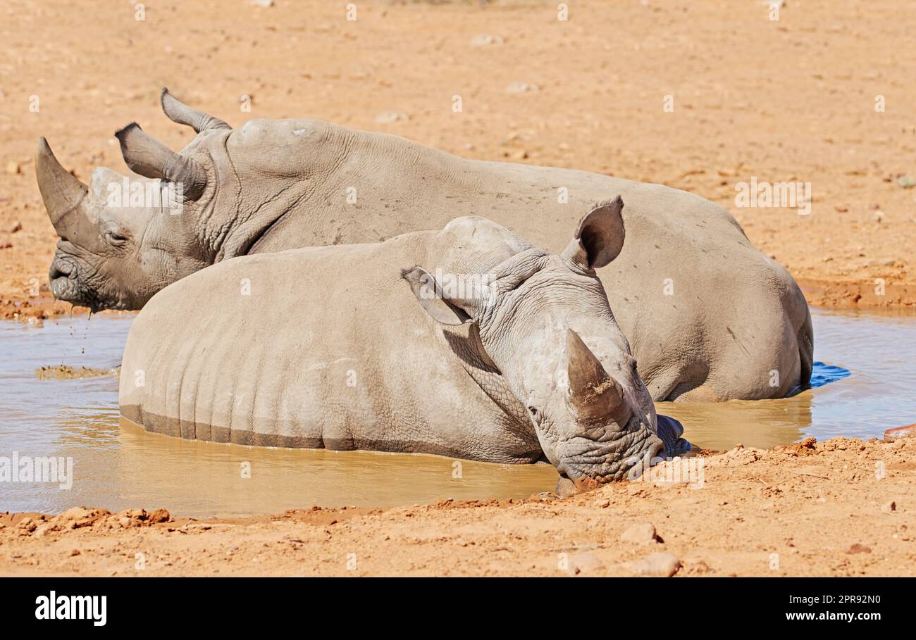 Two black rhinos taking a cooling mud bath in a dry sand wildlife reserve in a hot savanna area in Africa. Protecting endangered African rhinoceros from poachers and hunters and exploitation of horns Stock Photo