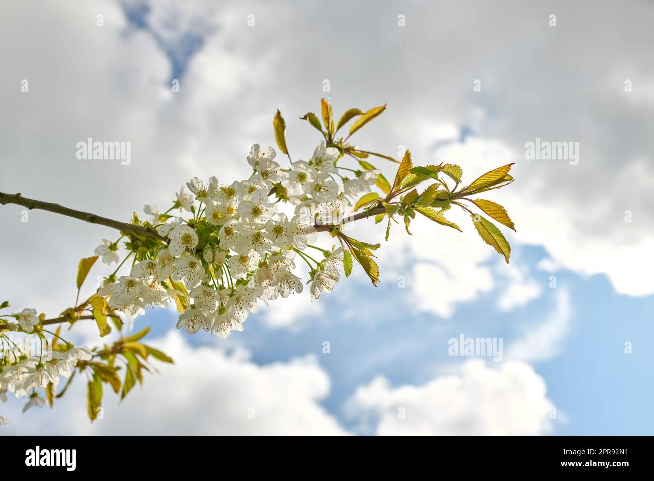 Cherry flowers blossom on tree branch against a cloudy sky looking relaxing in spring. This beautiful edible plant grows in a peaceful garden out in nature. Close up of black cherry Prunus serotina Stock Photo