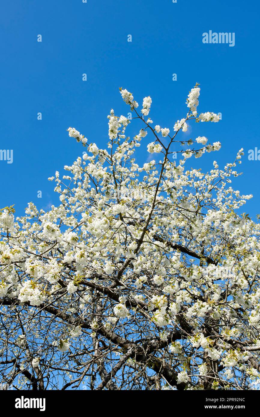 Beautiful plum blossom tree growing outdoors in a forest with a blue sky background. Branches covered in blooming white flowers on a spring day with copy space. A vibrant plant blossoming outside Stock Photo