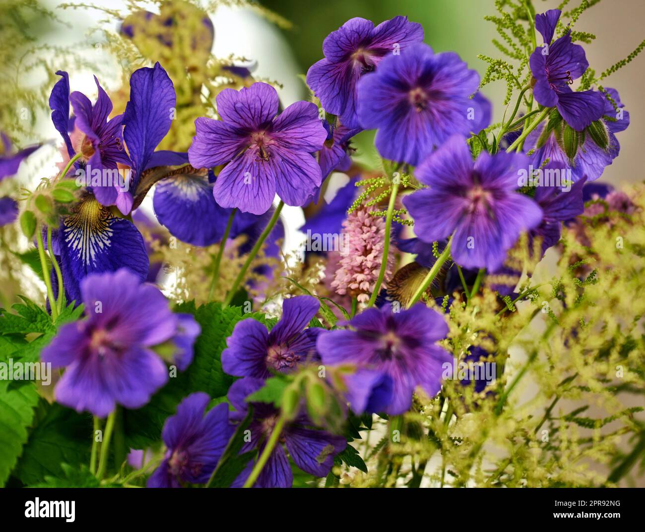Closeup of blue cranesbill flowers with exposed stamen for pollination access in remote field, meadow or home garden. Macro texture detail of geranium plant growing, flowering or blooming in backyard Stock Photo