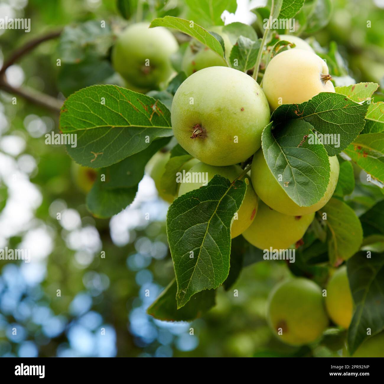 Apples in my gardenm. Fresh ripe green apples growing on tree outside. Serene and tranquil setting of nature on a bright sunny Summer day. Plant stem of fruit with green leaves around apples on farm. Stock Photo
