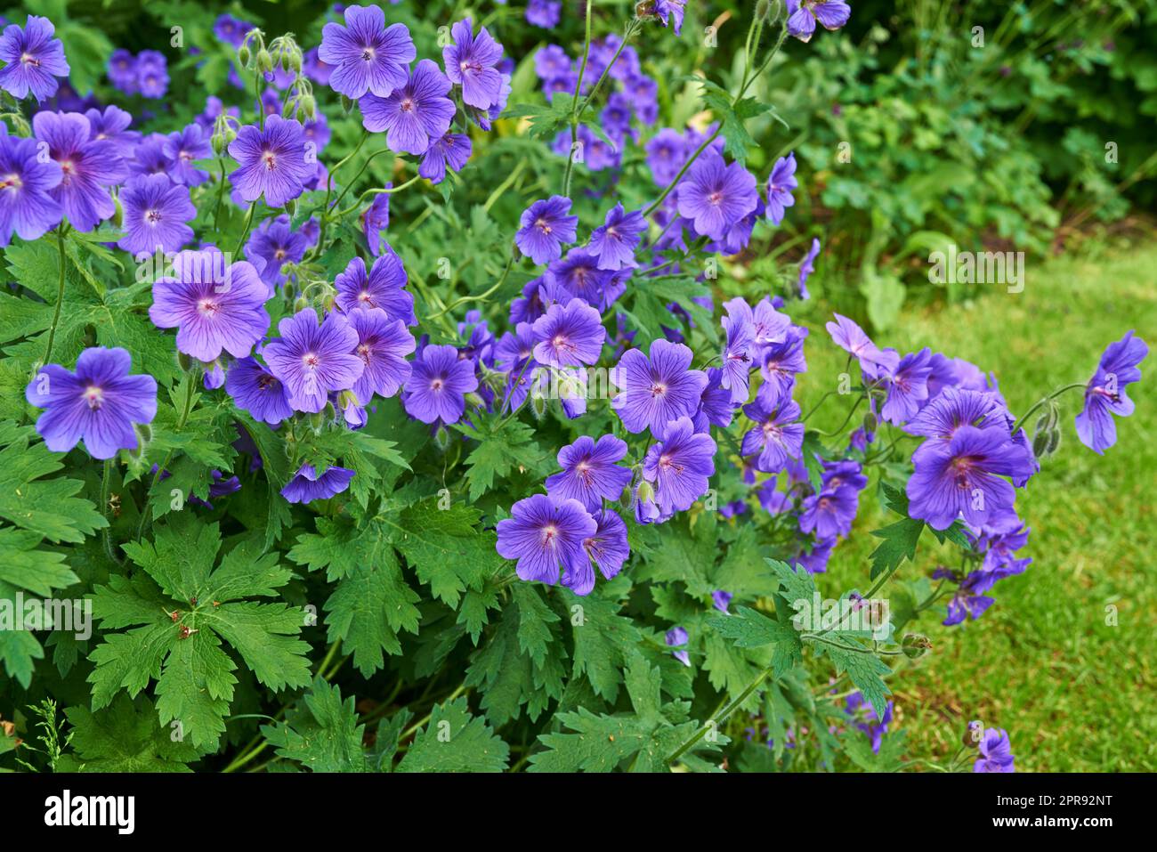 Cluster of beautiful purple blue flowers common name cranesbill of Geraniaceae family, growing in a meadow. Geranium Johnson Blue perennial blooms with blue petals in vibrant natural green garden Stock Photo
