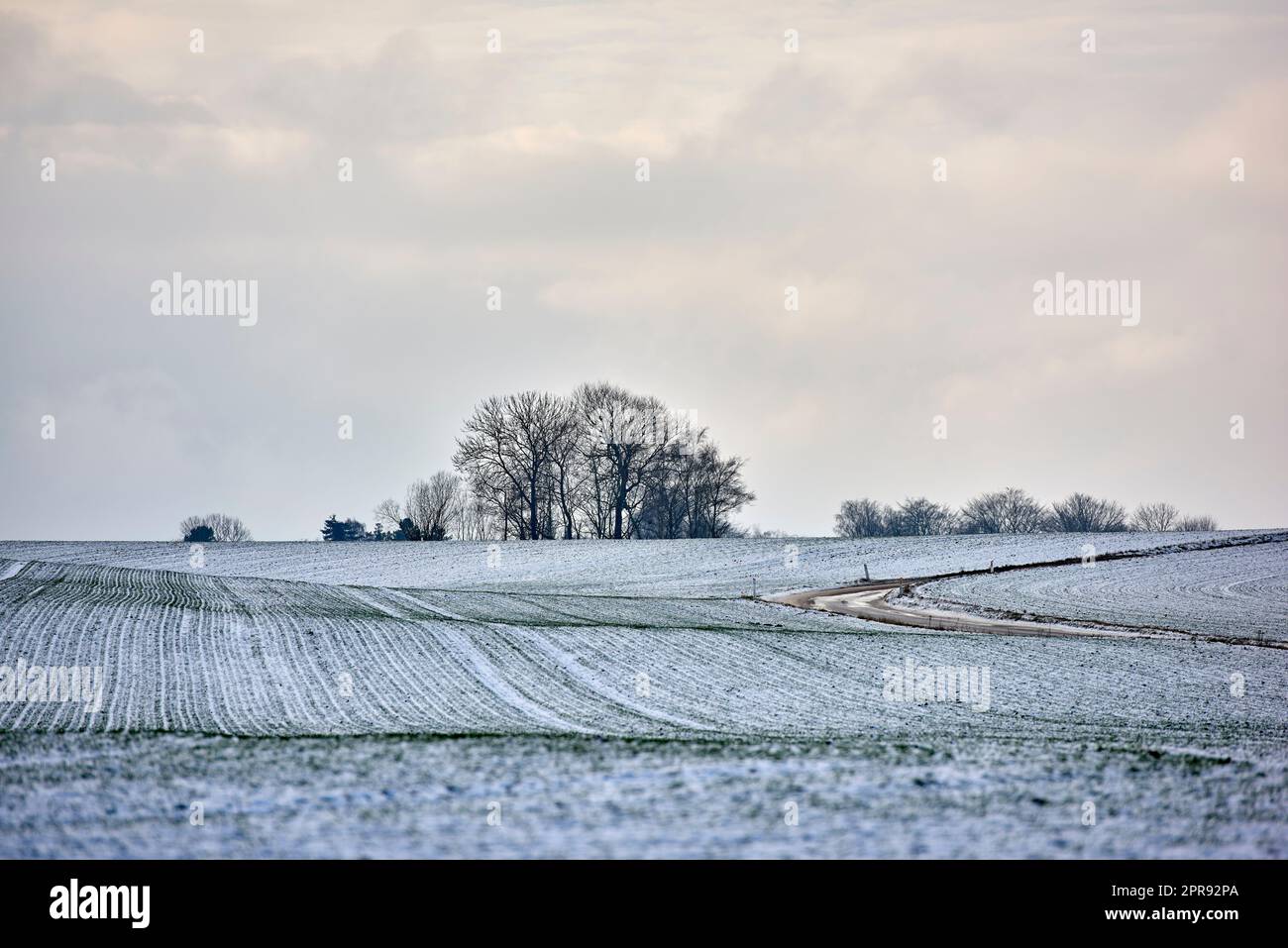 White snow covered landscape on a winter day with copy space and a background of the sky. Frost tree branches and leaves frozen from cold weather. Frosty nature in harmony on a peaceful, grey morning Stock Photo