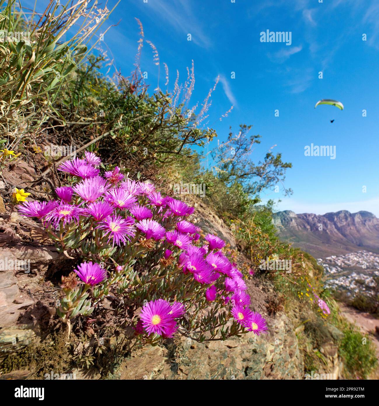 Pink flowers growing on a mountain slope with a paraglider flying in the blue sky background. Colorful flora with of carpobrotus edulis from the ice plant species in natural environment Stock Photo