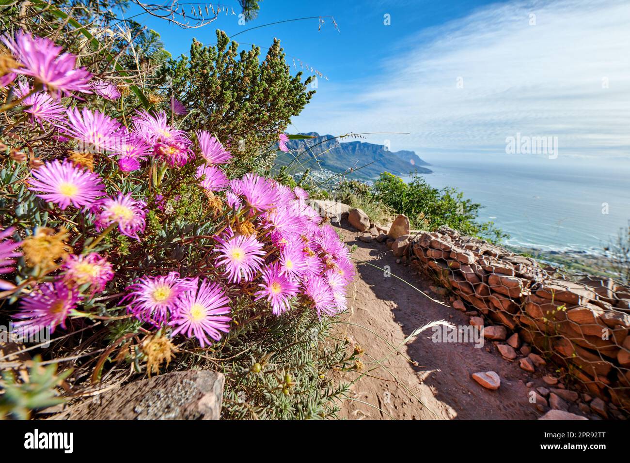 Pink flowers growing on a mountain with rugged hiking trail and blue sky background by the sea. Colorful flora in the carpobrotus edulis or ice plant species blooming in nature Stock Photo